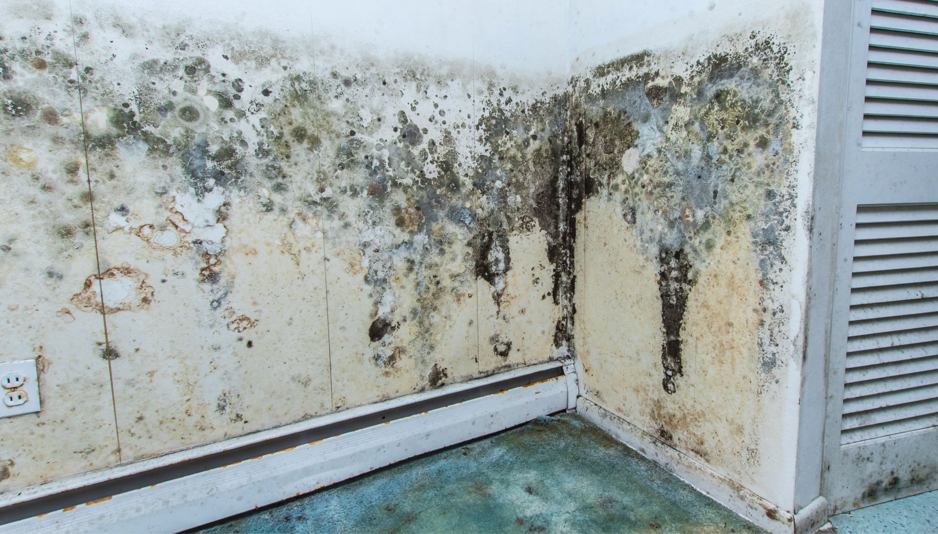 Mold Damage Odor Control Services in Fairfax